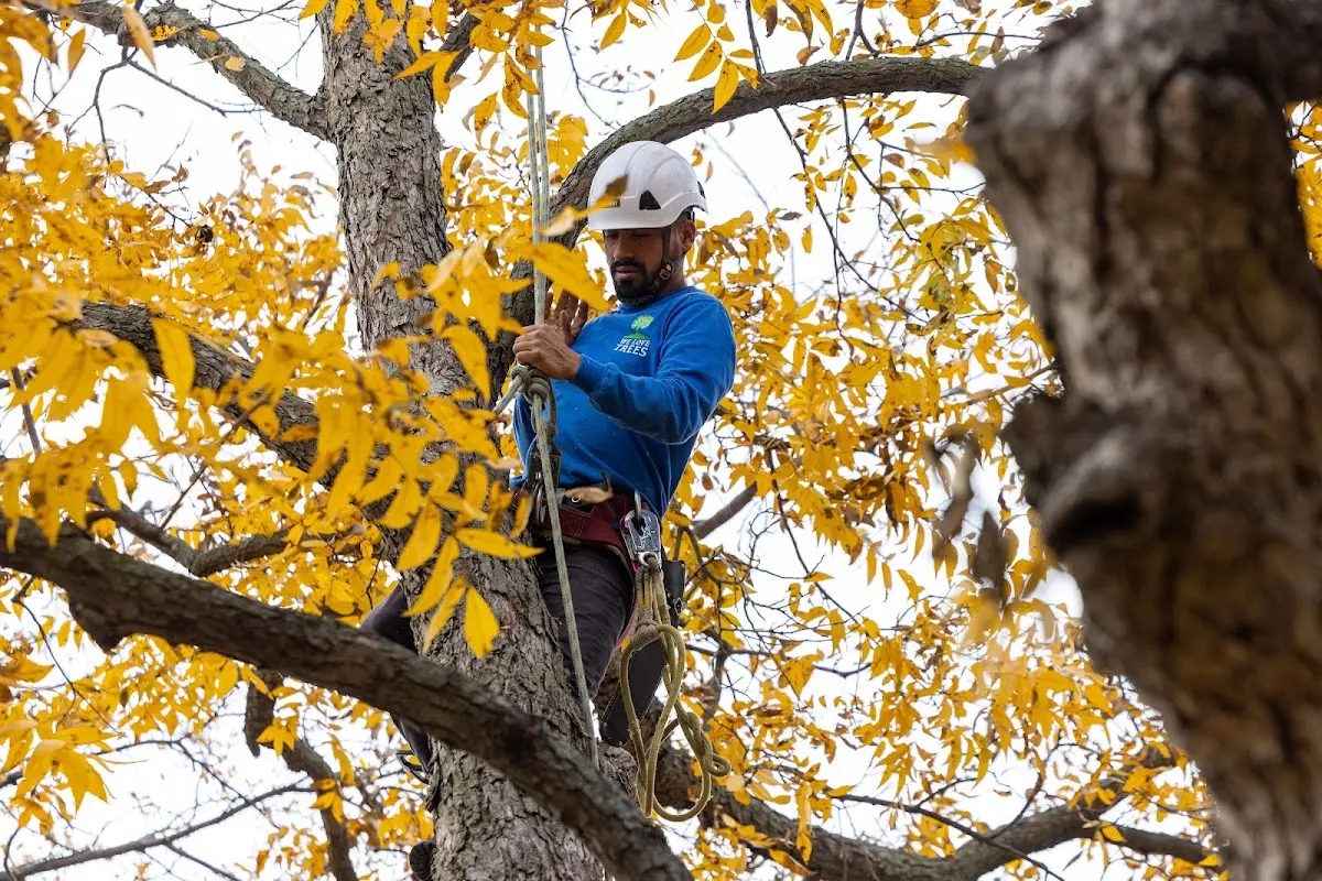 Skilled Tree Trimming crew working in Lagro