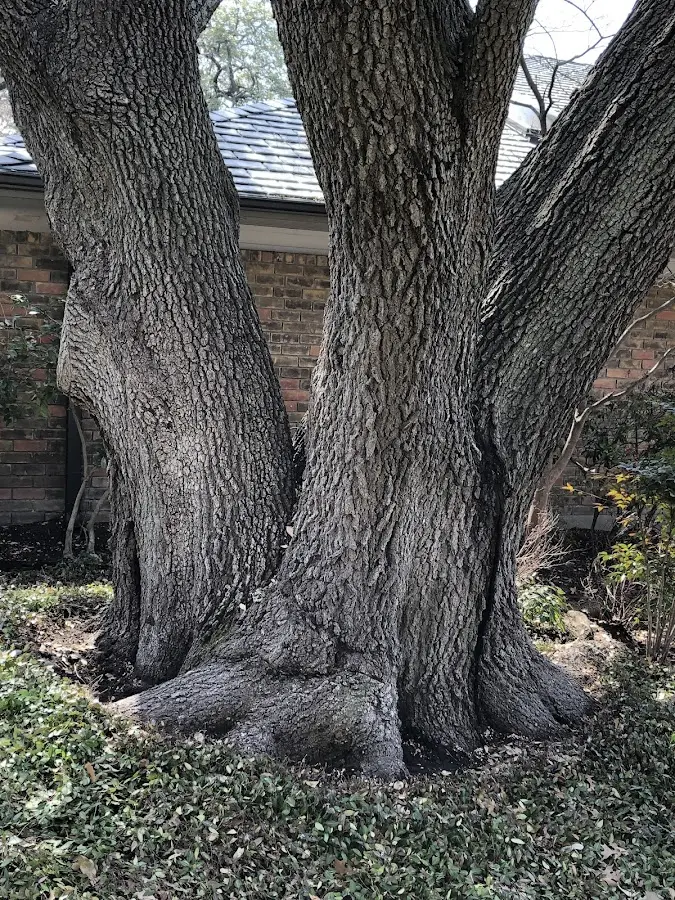 Mature heritage tree close to a Lagro property cared for by certified arborists